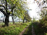 Im Kyffh&auml;userkreis finden sich viele pflegebed&uuml;rftige Obstbaumaleen (Foto: Landschaftspflegeverband S&uuml;dharz/Kyffh&auml;user)