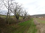 Im Kyffh&auml;userkreis finden sich viele pflegebed&uuml;rftige Obstbaumaleen (Foto: Landschaftspflegeverband S&uuml;dharz/Kyffh&auml;user)