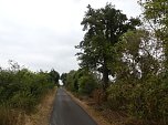 Im Kyffh&auml;userkreis finden sich viele pflegebed&uuml;rftige Obstbaumaleen (Foto: Landschaftspflegeverband S&uuml;dharz/Kyffh&auml;user)