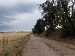 Im Kyffh&auml;userkreis finden sich viele pflegebed&uuml;rftige Obstbaumaleen (Foto: Landschaftspflegeverband S&uuml;dharz/Kyffh&auml;user)