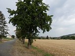 Im Kyffh&auml;userkreis finden sich viele pflegebed&uuml;rftige Obstbaumaleen (Foto: Landschaftspflegeverband S&uuml;dharz/Kyffh&auml;user)