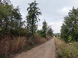 Im Kyffh&auml;userkreis finden sich viele pflegebed&uuml;rftige Obstbaumaleen (Foto: Landschaftspflegeverband S&uuml;dharz/Kyffh&auml;user)