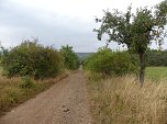 Im Kyffh&auml;userkreis finden sich viele pflegebed&uuml;rftige Obstbaumaleen (Foto: Landschaftspflegeverband S&uuml;dharz/Kyffh&auml;user)