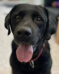 Labrador-R&uuml;de Ringo (Foto: Tierheim Nordhausen)