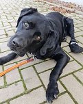 Labrador-R&uuml;de Ringo (Foto: Tierheim Nordhausen)