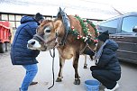 Wenn der Weihnachtsochse�durch die D&ouml;rfer zieht (Foto: S. Dietzel)