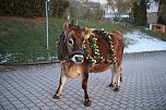 Wenn der Weihnachtsochse�durch die D&ouml;rfer zieht (Foto: S. Dietzel)