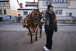 Wenn der Weihnachtsochse�durch die D&ouml;rfer zieht (Foto: S. Dietzel)