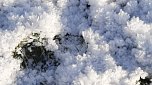 Winterimpressionen, aufgenommen an der Wipper (Foto: Gudrun L&uuml;bbecke)