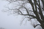 Winter auf Hohnstein (Foto: agl)