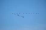 Spaziergang am Stausee Kelbra mit interessanten An- und Aussichten (Foto: P.Blei)