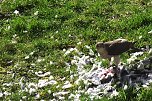 Habicht im Garten der Hardenbergstra&szlig;e 14-18 (Foto: privat)