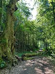 Der 400 Jahre alte "Gro&szlig;mutter"-Baum am Kohnstein gefallen (Foto: Steffen Iffland)