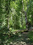 Der 400 Jahre alte "Gro&szlig;mutter"-Baum am Kohnstein gefallen (Foto: Steffen Iffland)