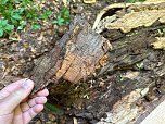 Der 400 Jahre alte "Gro&szlig;mutter"-Baum am Kohnstein gefallen (Foto: Steffen Iffland)