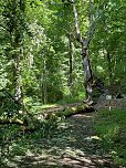 Der 400 Jahre alte "Gro&szlig;mutter"-Baum am Kohnstein gefallen (Foto: Steffen Iffland)