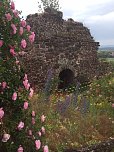 Rosenblüte auf der Ebersburg (Foto: Hannelore Müller) Rosenblüte auf der Ebersburg (Foto: Hannelore Müller)