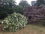 Rosenblüte auf der Ebersburg (Foto: Hannelore Müller) Rosenblüte auf der Ebersburg (Foto: Hannelore Müller)