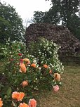 Rosenblüte auf der Ebersburg (Foto: Hannelore Müller) Rosenblüte auf der Ebersburg (Foto: Hannelore Müller)