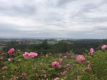 Rosenblüte auf der Ebersburg (Foto: Hannelore Müller) Rosenblüte auf der Ebersburg (Foto: Hannelore Müller)