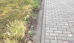 Weiterhin keine Angleichung zwischen B&uuml;rgersteig und Rasenfl&auml;che       Gehweg und Rasenfl&auml;che. gestern. (Foto: A.Adlerauge)