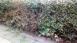 Wenigstens wurde der untaugliche Versuch abgebrochen, ehe die hecke F&uuml;r fing. (Foto: A.Adlerauge)