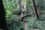 Am Wiesenteich (Foto: P.Blei)
