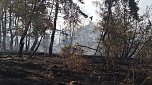 Brand eines Feldes bei Reinsdrof (Foto: S.Dietzel) Brand eines Feldes bei Reinsdrof (Foto: S.Dietzel)