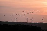 R&uuml;ckkehr der Kraniche (Foto: Peter Blei)