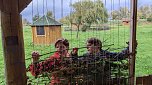 Basteltag am Scheunenhof (Foto: Landschaftspflegeverband S&uuml;dharz/Kyffh&auml;user)