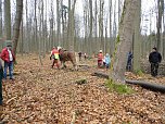 Pferde ziehen Baumst&auml;mme aus dem Wald (Foto: Privat)