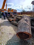Baumfällung im Ringau unvermeidlich (Foto: Stadt Leinefelde-Worbis) Baumfällung im Ringau unvermeidlich (Foto: Stadt Leinefelde-Worbis)