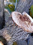 Baumfällung im Ringau unvermeidlich (Foto: Stadt Leinefelde-Worbis) Baumfällung im Ringau unvermeidlich (Foto: Stadt Leinefelde-Worbis)
