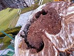 Baumfällung im Ringau unvermeidlich (Foto: Stadt Leinefelde-Worbis) Baumfällung im Ringau unvermeidlich (Foto: Stadt Leinefelde-Worbis)