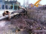 Baumfällung im Ringau unvermeidlich (Foto: Stadt Leinefelde-Worbis) Baumfällung im Ringau unvermeidlich (Foto: Stadt Leinefelde-Worbis)