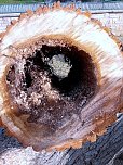 Baumfällung im Ringau unvermeidlich (Foto: Stadt Leinefelde-Worbis) Baumfällung im Ringau unvermeidlich (Foto: Stadt Leinefelde-Worbis)