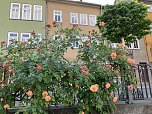 Florale Impressionen aus Bad Langensalza  (Foto: Eva Maria Wiegand)