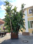 Florale Impressionen aus Bad Langensalza  (Foto: Eva Maria Wiegand)