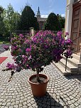 Florale Impressionen aus Bad Langensalza  (Foto: Eva Maria Wiegand)