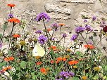 Florale Impressionen aus Bad Langensalza  (Foto: Eva Maria Wiegand)