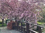 Hanami im Japanischen Garten Bad Langensalza (Foto: oas)