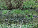 Sturmsch&auml;den,viel Wasser und sehr gute Fernsicht am ehemaligen Wald bei Urbach (Foto: Peter Blei)