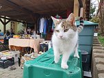So sch&ouml;n soll es wieder werden - Impressionen vom ersten Dorfflohmarkt in Rodishain (Foto: Susann J&auml;ger)