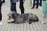 Eintausend L&auml;uferinnen und L&auml;ufer beteiligten sich am 3T&uuml;rmelauf in Bad Langensalza 2024 (Foto: Eva Maria Wiegand)