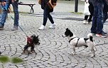 Gr&uuml;nes innenstadtfest in Bad Langensalza  (Foto: oas)