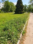 Ungepflegte Beete und Randstreifen im Nordh&auml;user Rosengarten  (Foto: L.-G. Beck)