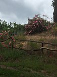 Rosenbl&uuml;te auf der Ebersburg (Foto: Verein f&uuml;r lebendiges Mittelalter)
