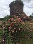 Rosenbl&uuml;te auf der Ebersburg (Foto: Verein f&uuml;r lebendiges Mittelalter)