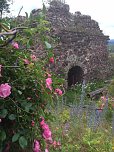 Rosenbl&uuml;te auf der Ebersburg (Foto: Verein f&uuml;r lebendiges Mittelalter)