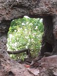 Rosenbl&uuml;te auf der Ebersburg (Foto: Verein f&uuml;r lebendiges Mittelalter)